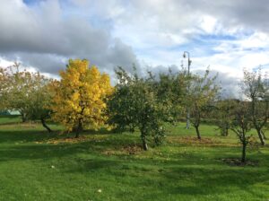 horticulture (1)