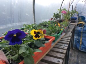 horticulture (3)