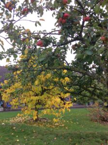 horticulture (5)